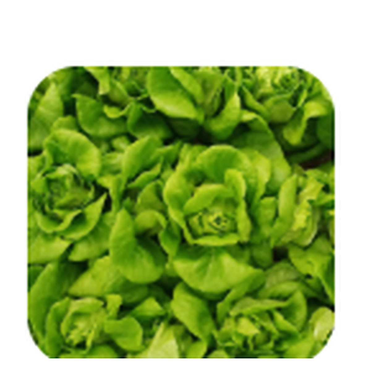 Hydroponic Butterhead & Romaine Lettuce
