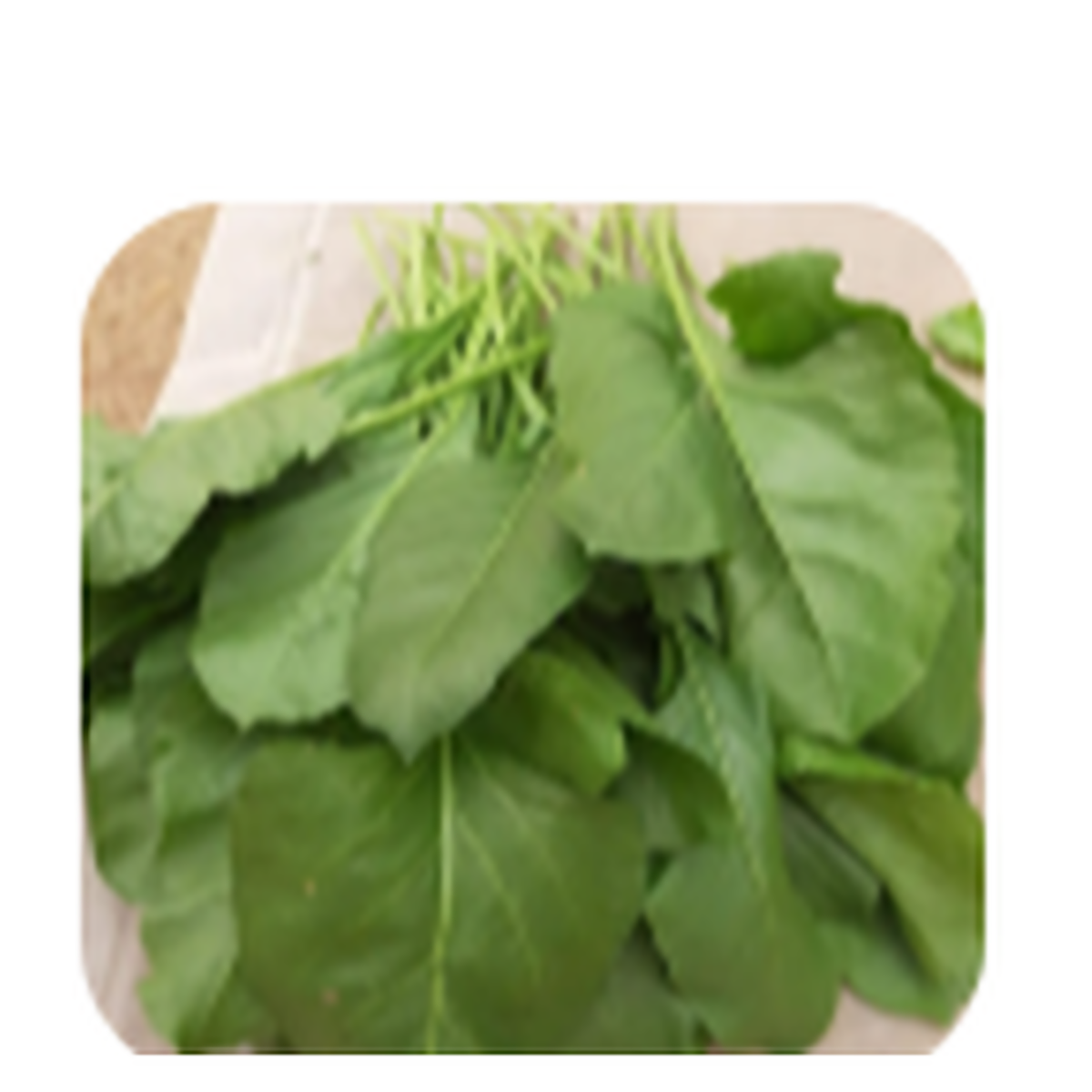 Hydroponic Tender Palak (Spinach)